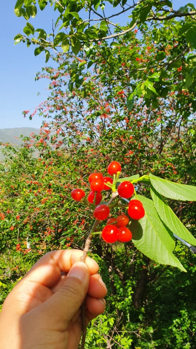 지리산꽃다연 이미지