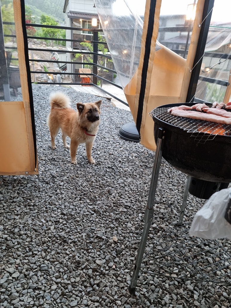 슈가스파글램핑 이미지