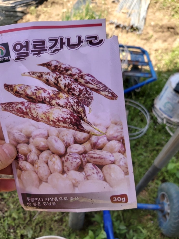 육거리고추 이미지