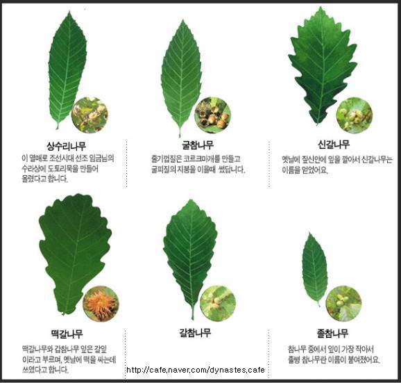 수목 비교 관찰원 이미지