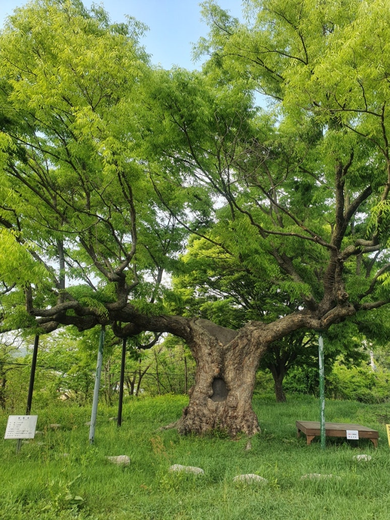블로꼬 이미지
