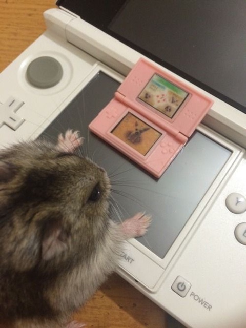 라라샹즈 이미지