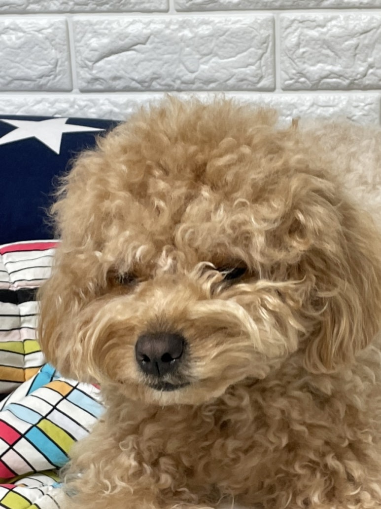 칠분통닭신가점 이미지