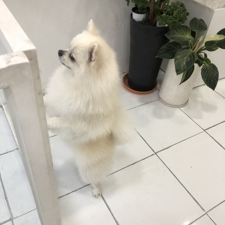 초원샵 이미지