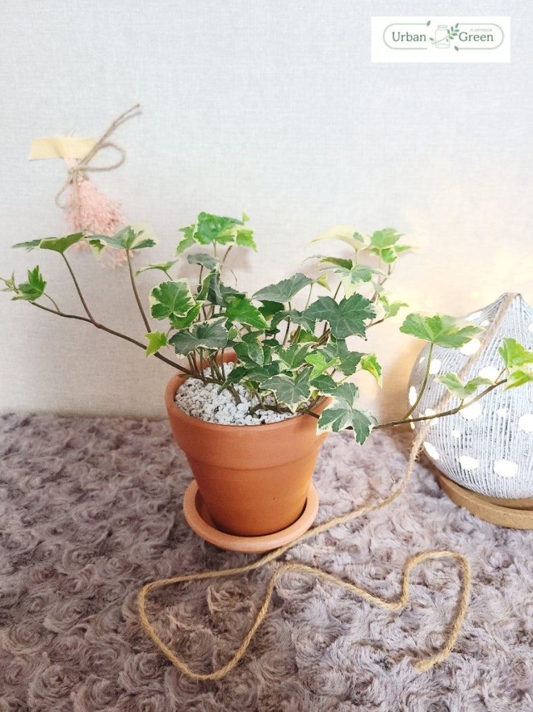 아이비상점 이미지
