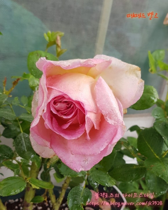 오늘도꽃모닝 이미지