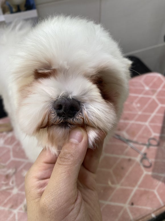 쁘띠펫 이미지
