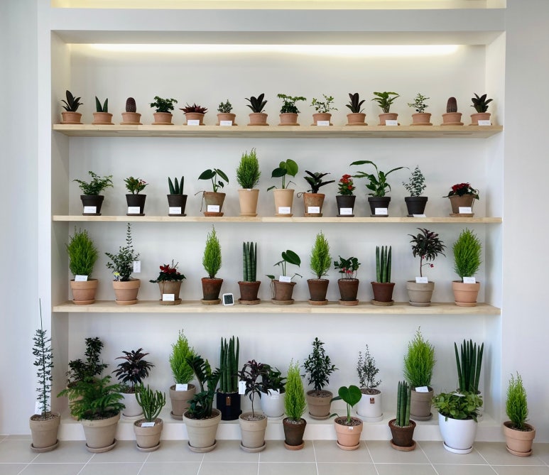 오느른꽃 이미지