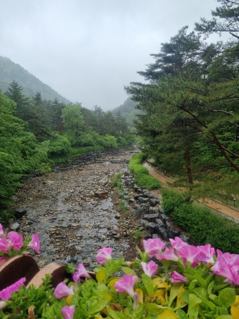 강릉솔향도시락 이미지