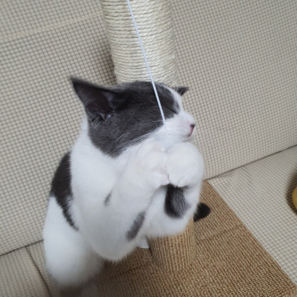 미소갈비찜 이미지