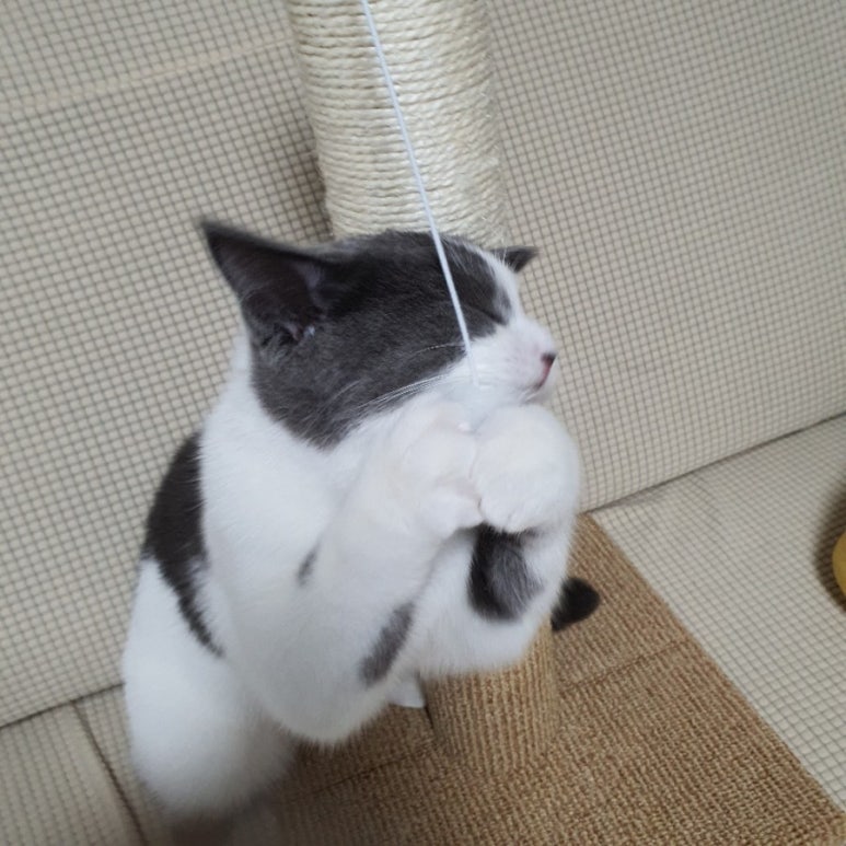 씬헤어 이미지