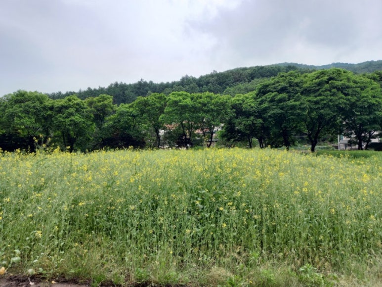 달구지농원 이미지