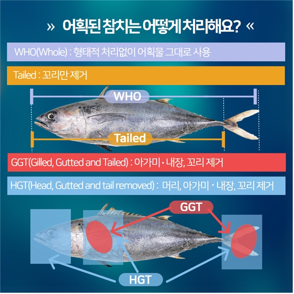 바다참치 이미지