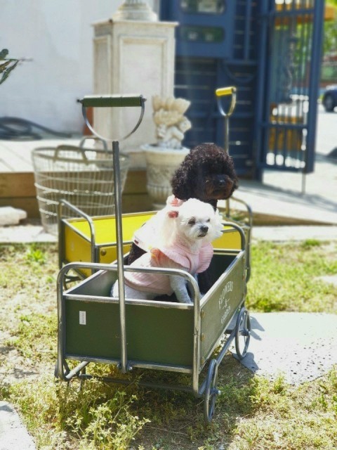 옐로우우드 이미지