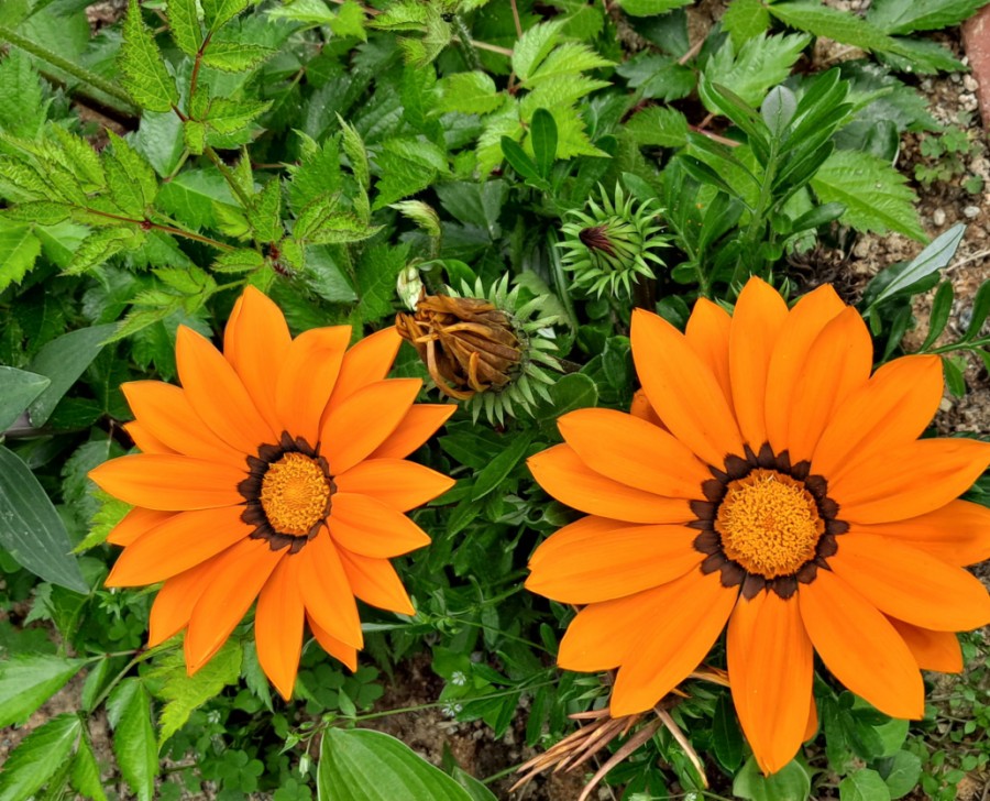 마실디 이미지