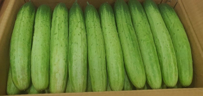 칠번가피자 이미지