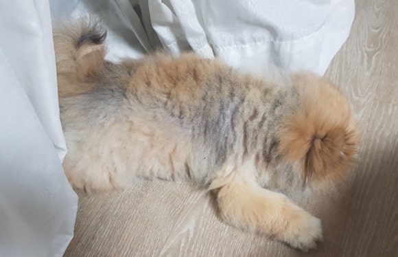잠솔 이미지