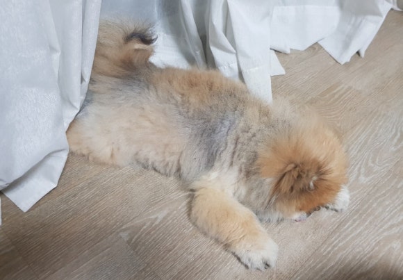 잠솔 이미지