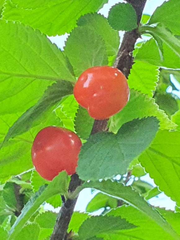 상림예다원 이미지