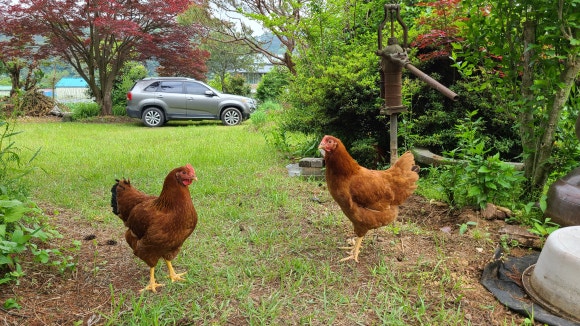 주식회사 고라니 이미지