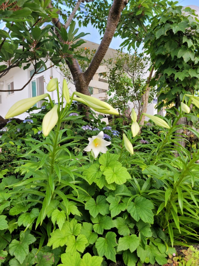 제주콩순옥 이미지