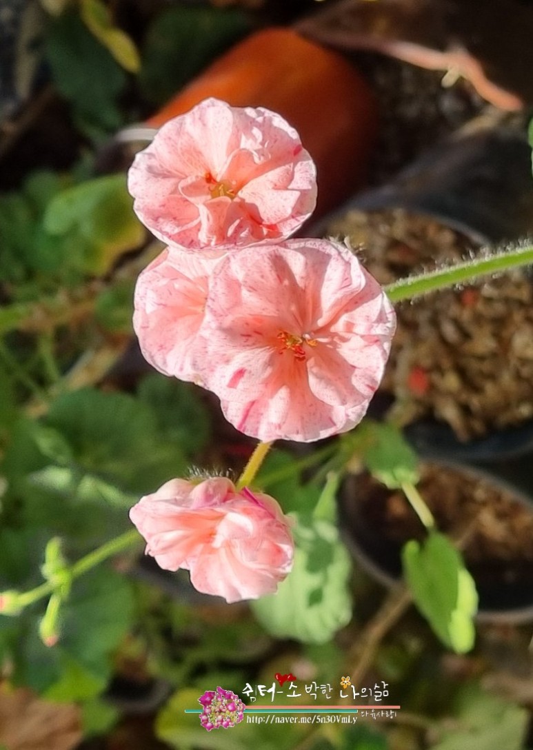 꽃아줌마 이미지