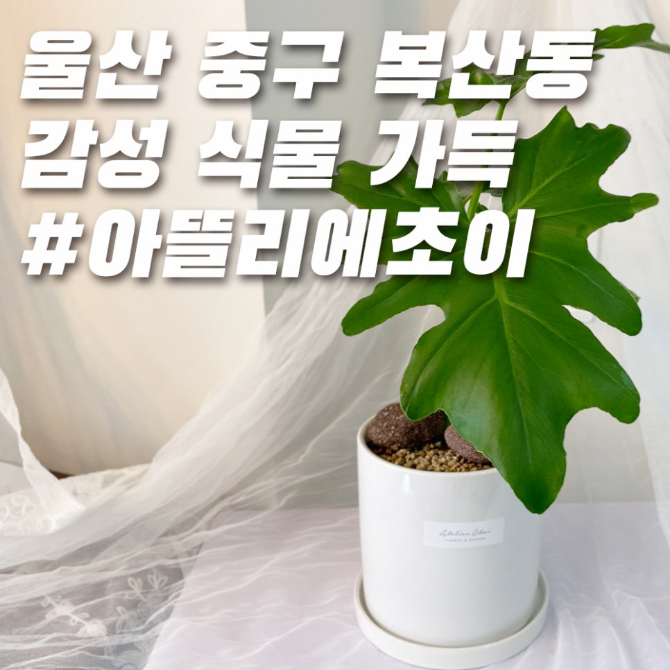 아뜰리에초이 이미지