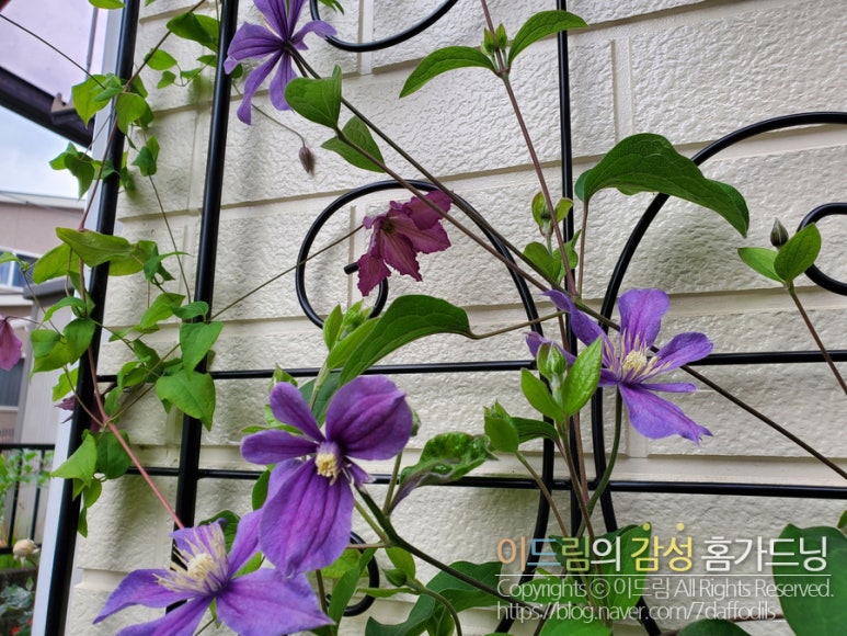 텐텔 이미지