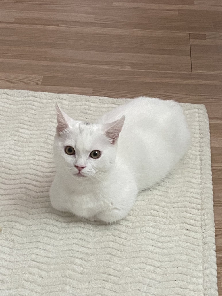 쪼꼬미 이미지
