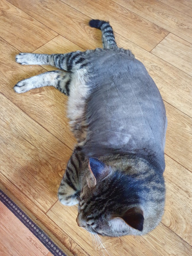 깍세헤어 이미지