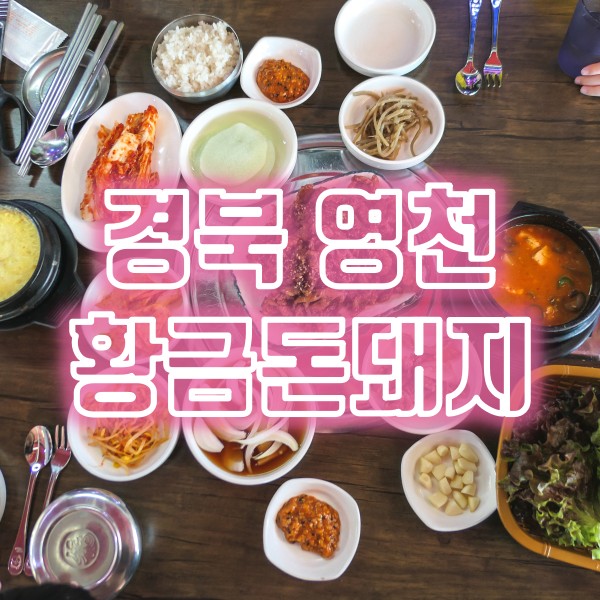 황금돈돼지 이미지