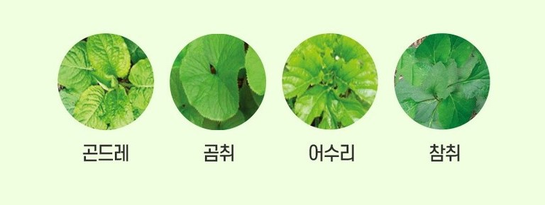 강원나물 이미지