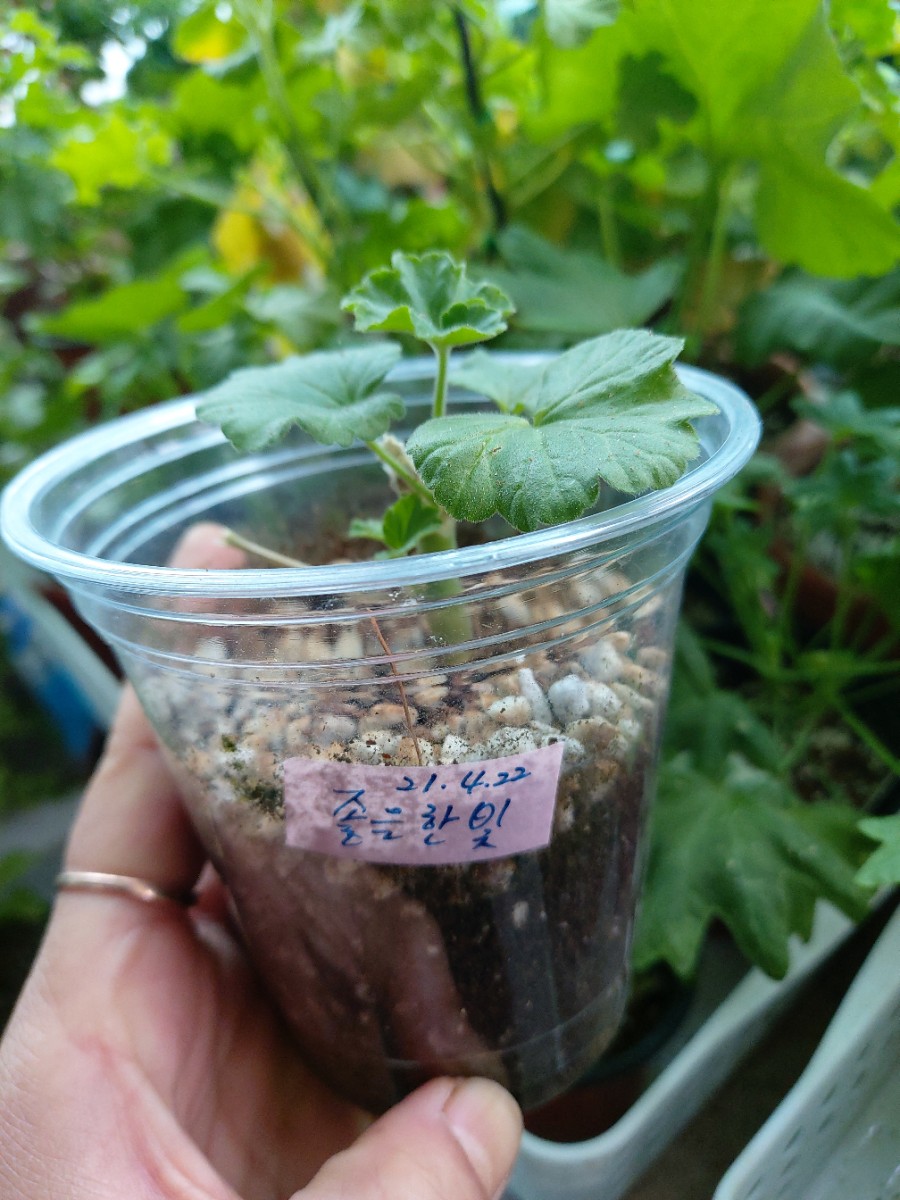 꽃아줌마 이미지