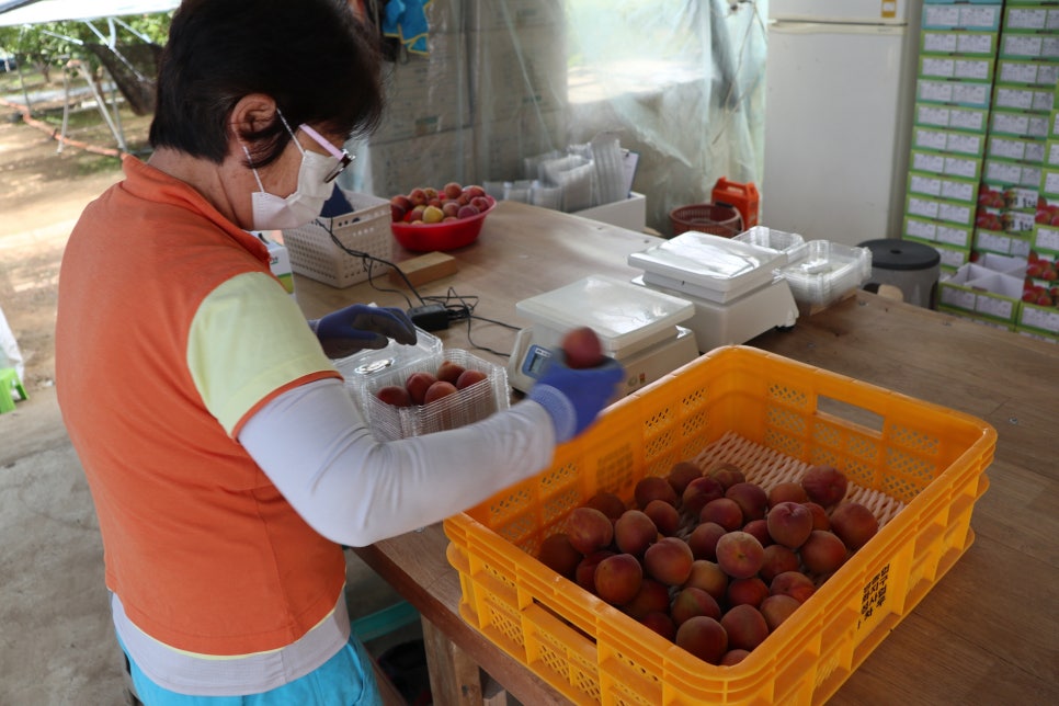 애프리코트(APRICOT) 이미지