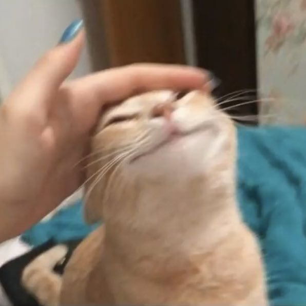 이삐 이미지