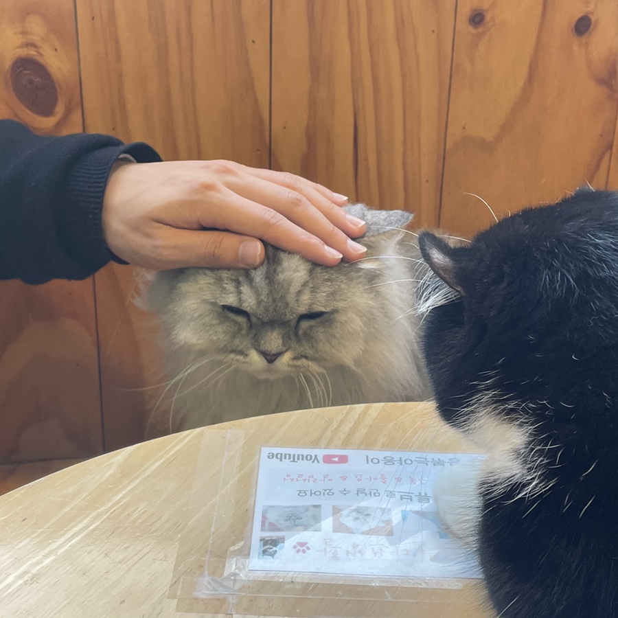 콩볶는야옹이 이미지