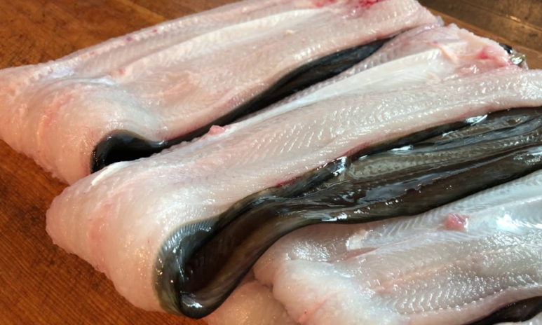 바다장어 이미지