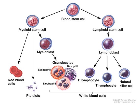 혈액검사수치 알아보기 혈소판수Platelet 혈소판분포계수PDW 백혈구WBC 백혈구분획 호중구 호산구 호염기구 단핵구 림프구 ...