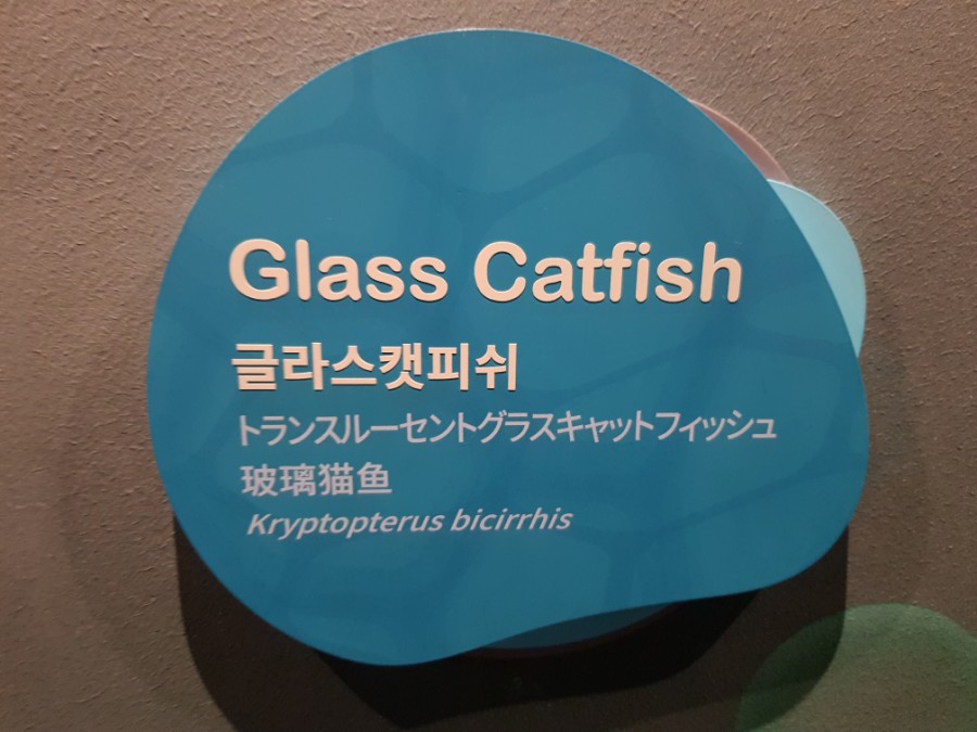 플래티넘피시 이미지