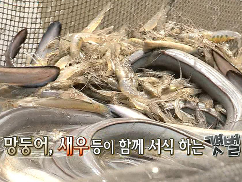 강화갯벌장어영어조합법인 이미지