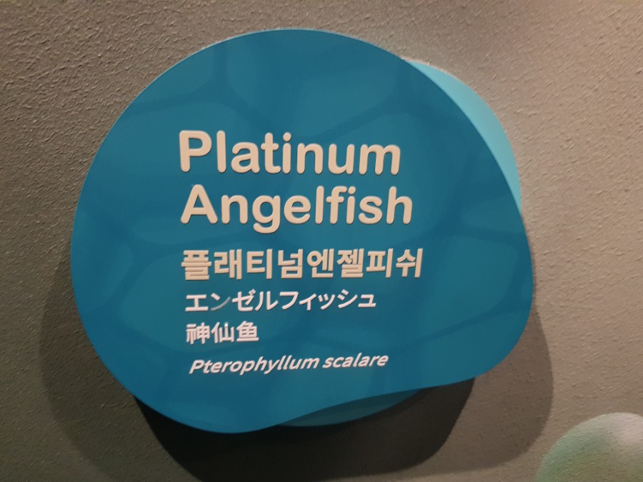 플래티넘피시 이미지