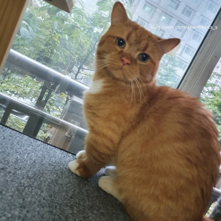 냥테라피 이미지