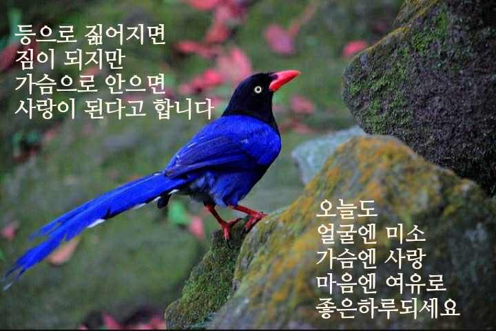 예사랑의원 이미지