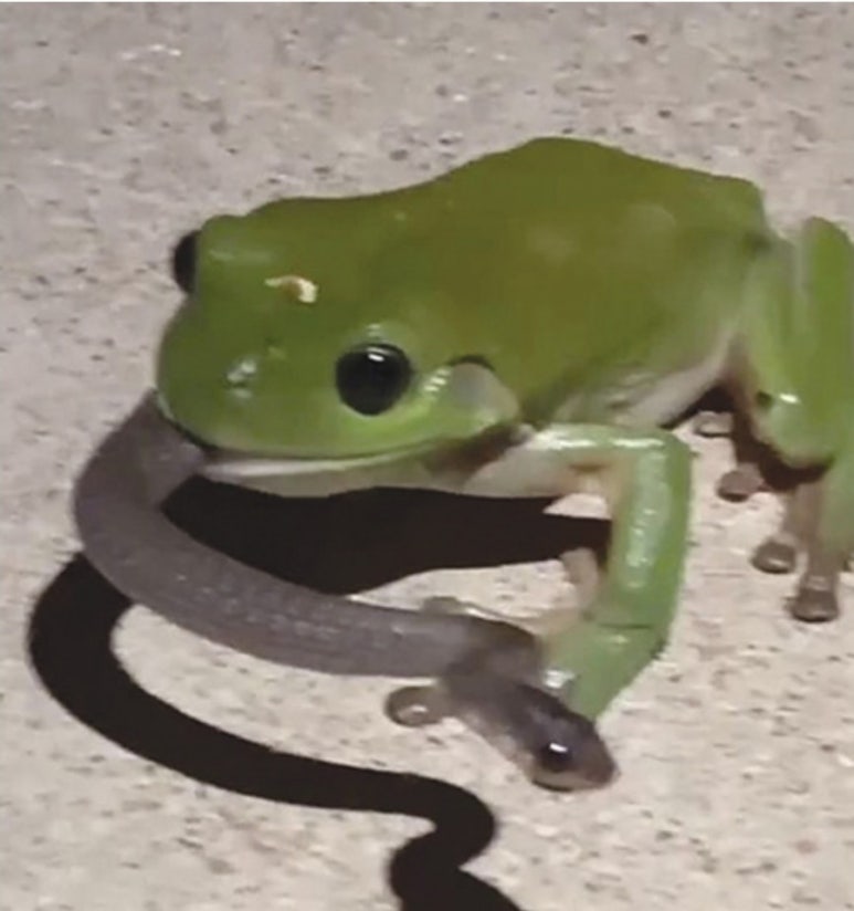 개구리 이미지