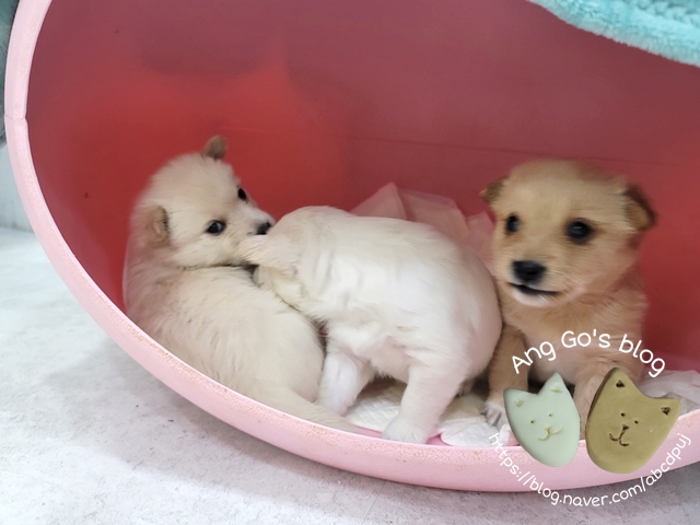 애기피부1호 이미지