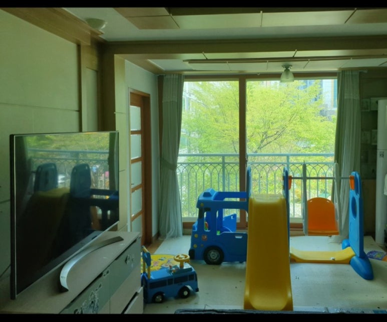 공상나무 이미지