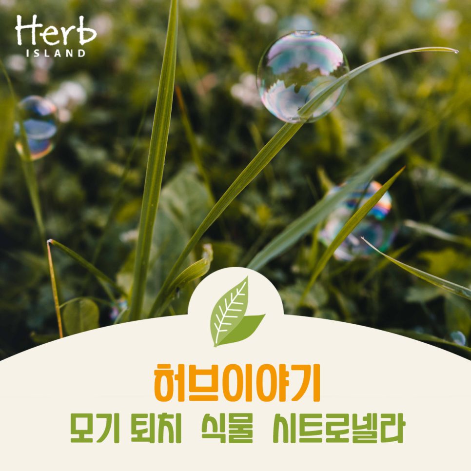 허브이야기 이미지