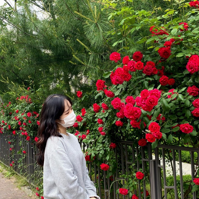 람스헤어 이미지