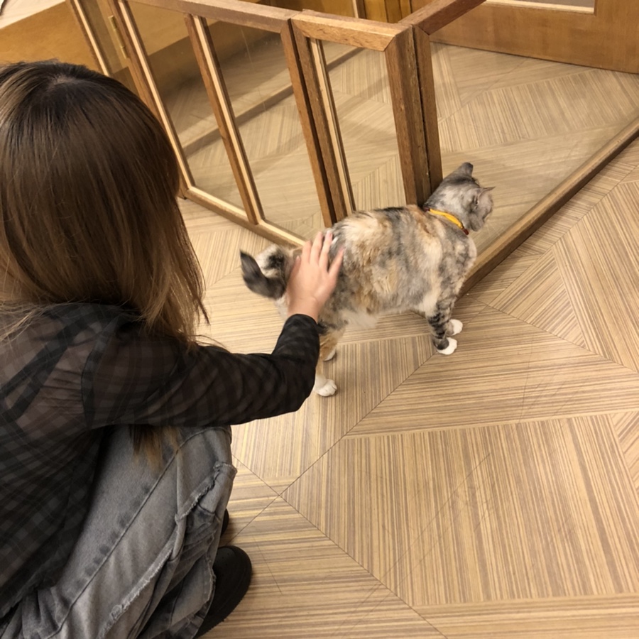 고양이다락방 이미지