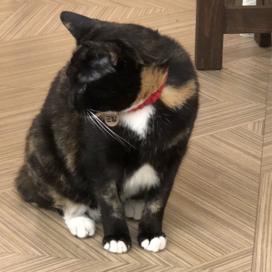 고양이다락방 이미지